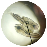 Oceanpick Flingerlings Larvae